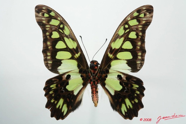 058 Lepidoptere (FV) Papilionidae Graphium tynderaeus m 8EIMG_18517WTMK.JPG