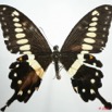 059 Lepidoptere (FD) Papilionidae Papilio menestheus 8EIMG_24701WTMK.JPG