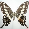 060 Lepidoptere (FV) Papilionidae Papilio menestheus 8EIMG_24696WTMK.JPG