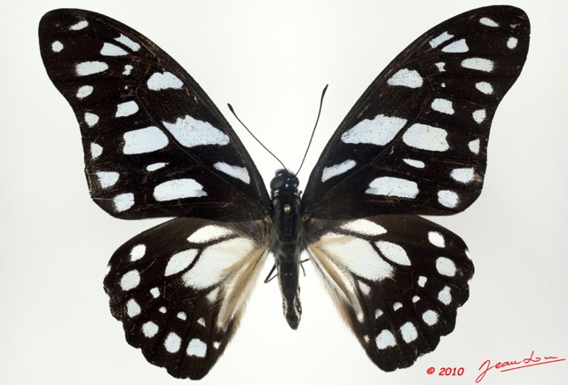 061 Lepidoptere 99a (FD) Papilionidae Graphium leonidas 9E5K2IMG_57141wtmk.jpg