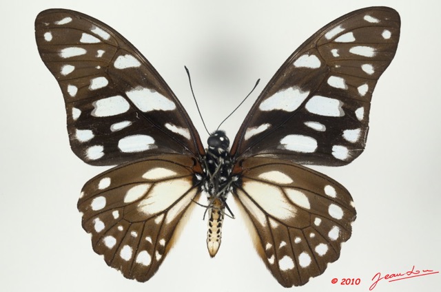 062 Lepidoptere 99a (FV) Papilionidae Graphium leonidas 9E5K2IMG_57142wtmk.jpg