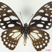 062 Lepidoptere 99a (FV) Papilionidae Graphium leonidas 9E5K2IMG_57142wtmk.jpg
