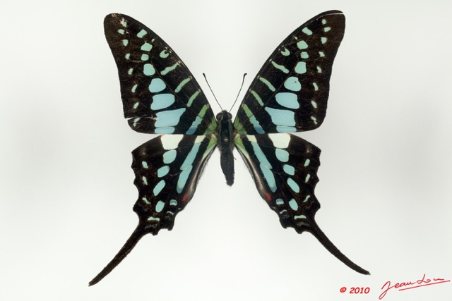 063 Lepidoptere 99c (FD) Papilionidae Graphium policenes 9E5K2IMG_57145wtmk.jpg