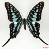 063 Lepidoptere 99c (FD) Papilionidae Graphium policenes 9E5K2IMG_57145wtmk.jpg