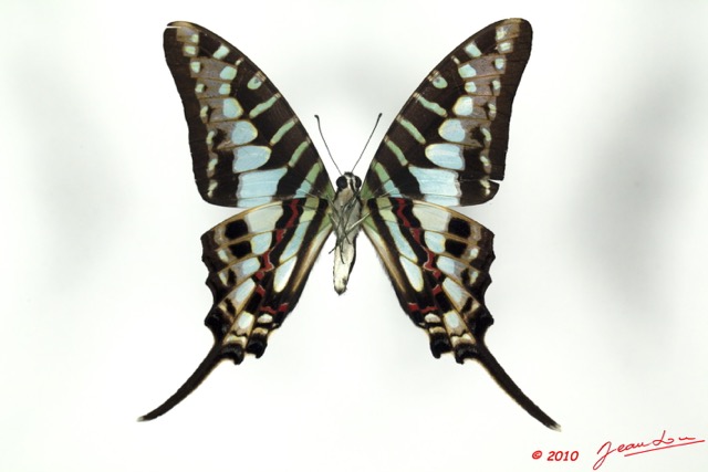 064 Lepidoptere 99c (FV) Papilionidae Graphium policenes 9E5K2IMG_57146wtmk.jpg