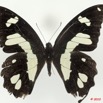065 Lepidoptere 99d (FD) Papilionidae Papilio hesperus 9E5K2IMG_57153wtmk.jpg