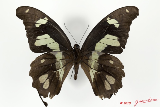 066 Lepidoptere 99d (FV) Papilionidae Papilio hesperus 9E5K2IMG_57154wtmk.jpg