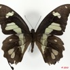066 Lepidoptere 99d (FV) Papilionidae Papilio hesperus 9E5K2IMG_57154wtmk.jpg