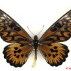 067 Lepidoptere 103a (FD) Papilionidae Papilio antimachus m 10E5K2IMG_59456wtmk.jpg