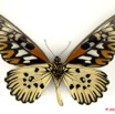 068 Lepidoptere 103a (FV) Papilionidae Papilio antimachus m 10E5K2IMG_59461wtmk.jpg