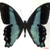 069 Lepidoptere 105d (FD) Papilionidae Papilio chrapkowskoides m 10E5K2IMG_61525wtmk.jpg