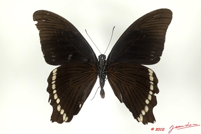 070 Lepidoptere 105d (FV) Papilionidae Papilio chrapkowskoides m 10E5K2IMG_61527wtmk.jpg