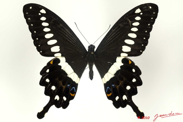 071 Lepidoptere 106a (FD) Papilionidae Papilio menestheus 10E5K2IMG_61528wtmk.jpg