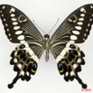 072 Lepidoptere 106a (FV) Papilionidae Papilio menestheus 10E5K2IMG_61532wtmk.jpg