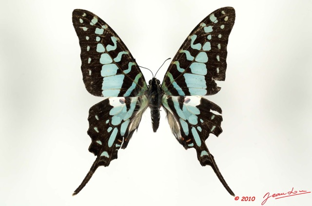 073 Lepidoptere 107b (FD) Papillionidae Graphiun antheus 10E5K2IMG_64297wtmk.jpg