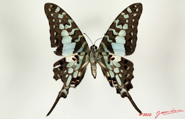 074 Lepidoptere 107b (FV) Papillionidae Graphiun antheus 10E5K2IMG_64298wtmk.jpg