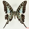 074 Lepidoptere 107b (FV) Papillionidae Graphiun antheus 10E5K2IMG_64298wtmk.jpg