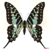 075 Lepidoptere 109b (FD) Papilionidae Graphium antheus 11E5K2IMG_66303wtmk.jpg