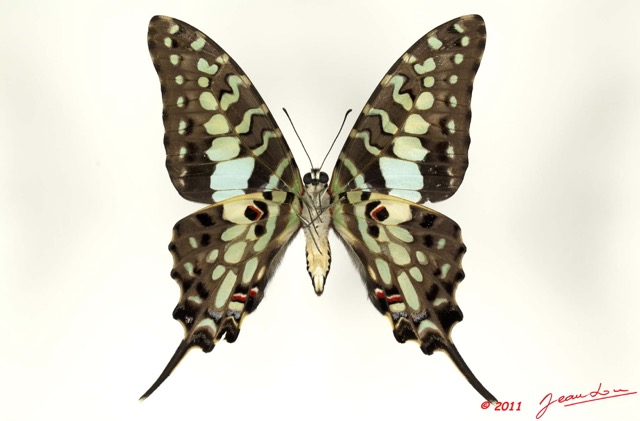 076 Lepidoptere 109b (FV) Papilionidae Graphium antheus 11E5K2IMG_66308wtmk.jpg