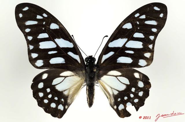 077 Lepidoptere 114a (FD) Papilionidae Graphium leonidas 11E5K2IMG_68714wtmk.jpg