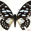 077 Lepidoptere 114a (FD) Papilionidae Graphium leonidas 11E5K2IMG_68714wtmk.jpg