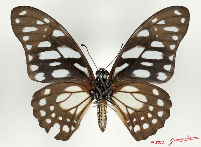 078 Lepidoptere 114a (FV) Papilionidae Graphium leonidas 11E5K2IMG_68715wtmk.jpg