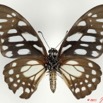 078 Lepidoptere 114a (FV) Papilionidae Graphium leonidas 11E5K2IMG_68715wtmk.jpg