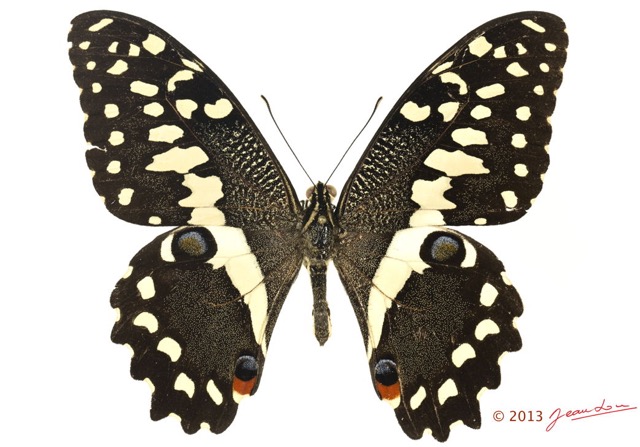 079 Lepidoptere 123d (FD) Papilionidae Papilio demodocus m 13E5K3IMG_93199wtmk.jpg