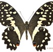 079 Lepidoptere 123d (FD) Papilionidae Papilio demodocus m 13E5K3IMG_93199wtmk.jpg