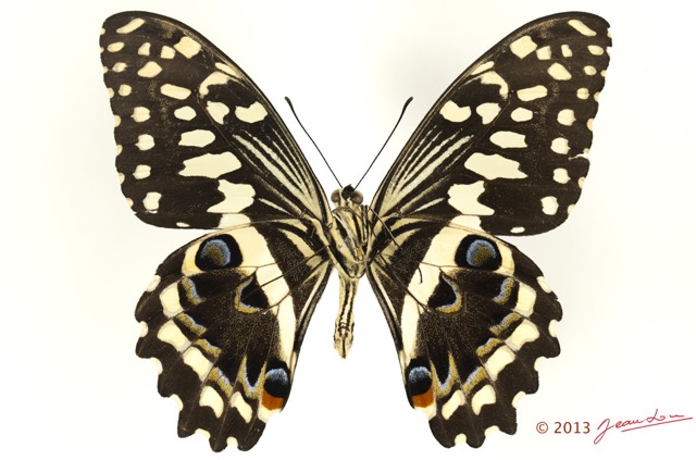 080 Lepidoptere 123d (FV) Papilionidae Papilio demodocus m 13E5K3IMG_93200wtmk.jpg