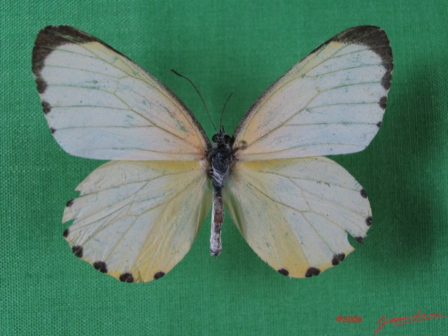 001 Lepidoptera (FD) Pieridae IMG_1644WTMK.JPG