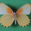 002 Lepidoptera (FV) Pieridae IMG_1645WTMK.JPG
