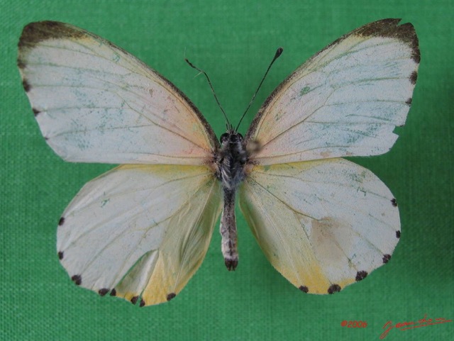 003 Lepidoptera (FD) Pieridae IMG_1646WTMK.JPG