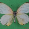 003 Lepidoptera (FD) Pieridae IMG_1646WTMK.JPG