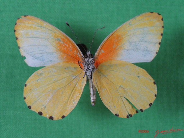 004 Lepidoptera (FV) Pieridae IMG_1647WTMK.JPG