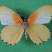 004 Lepidoptera (FV) Pieridae IMG_1647WTMK.JPG