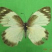 005 Lepidoptera (FD) Pieridae IMG_2606WTMK.JPG