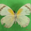 006 Lepidoptera (FV) Pieridae IMG_2607WTMK.JPG