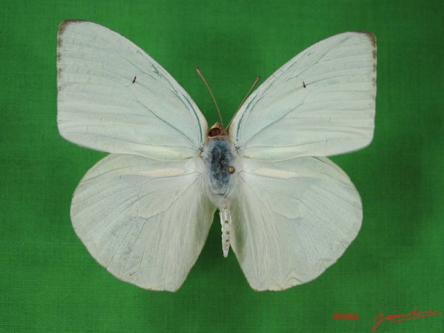 007 Lepidoptera (FD) Pieridae IMG_2995WTMK.JPG