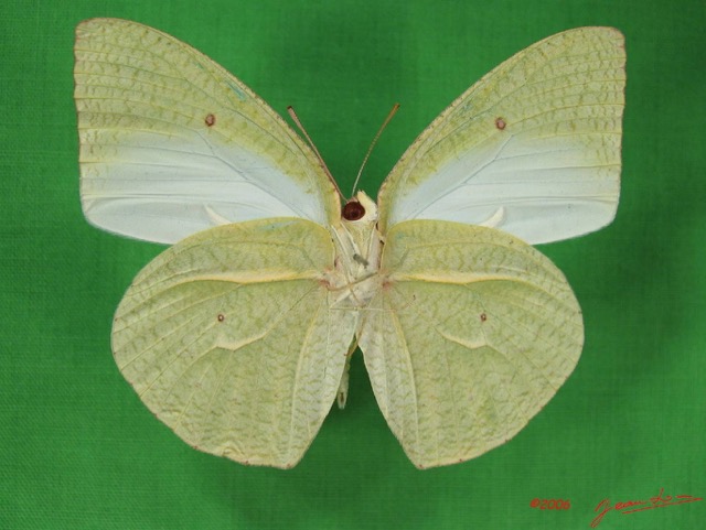 008 Lepidoptera (FV) Pieridae IMG_2996WTMK.JPG