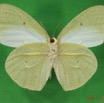008 Lepidoptera (FV) Pieridae IMG_2996WTMK.JPG