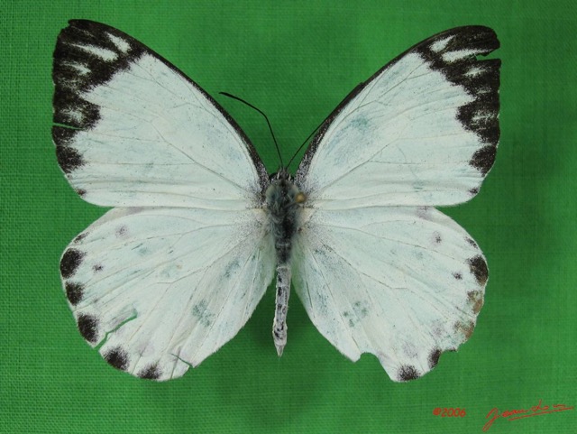 009 Lepidoptera (FD) Pieridae IMG_2999WTMK.JPG
