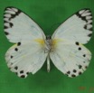 010 Lepidoptera (FV) Pieridae IMG_3000WTMK.JPG