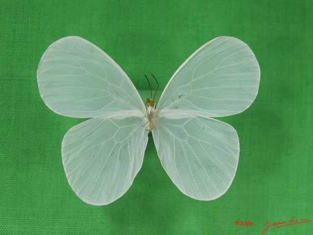 012 Lepidoptera (FV) Pieridae IMG_3002WTMK.JPG