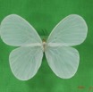 012 Lepidoptera (FV) Pieridae IMG_3002WTMK.JPG
