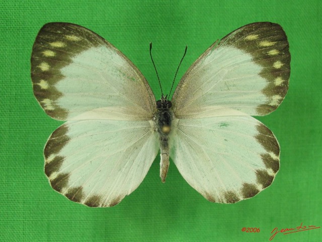 013 Lepidoptera (FD) Pieridae IMG_3600WTMK.JPG