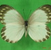 013 Lepidoptera (FD) Pieridae IMG_3600WTMK.JPG