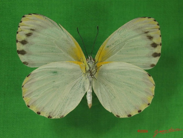 014 Lepidoptera (FV) Pieridae IMG_3601WTMK.JPG
