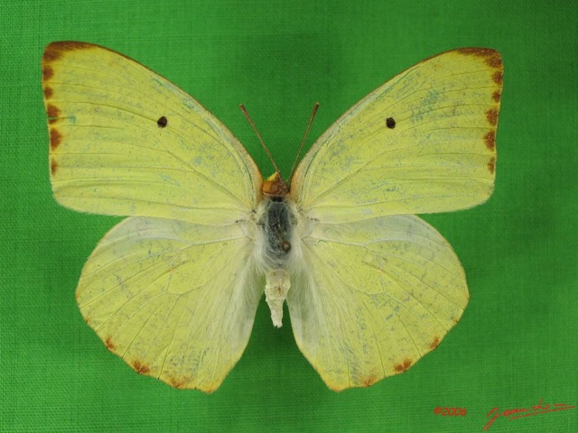 015 Lepidoptera (FD) Pieridae IMG_3704WTMK.JPG