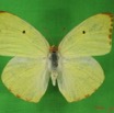 015 Lepidoptera (FD) Pieridae IMG_3704WTMK.JPG
